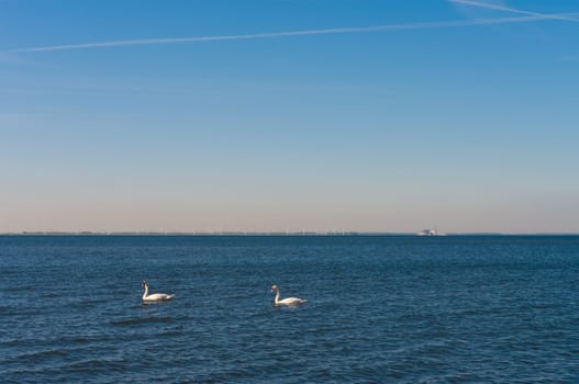 two swans on a large lake with a wind turbine farm in the background
