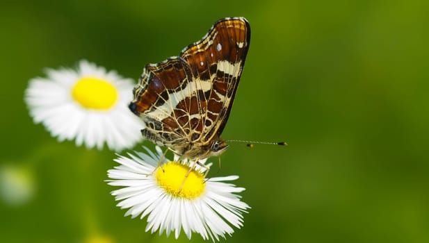 Country Card Spring Generation Araschnia Levana