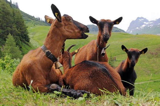 Goats in the mountains