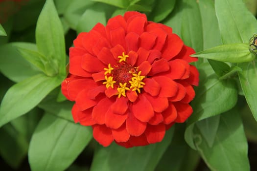 Red petals set against brilliant green leaves