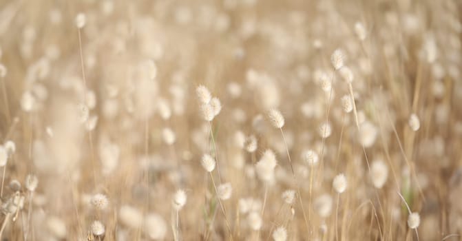 Closeup of dry plant bunny tail background. Beautiful nature concept