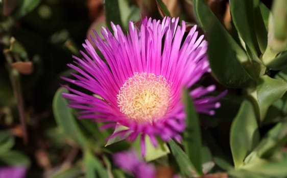 Closeup of beautiful pink color flower with yellow center. Environmental protection concept