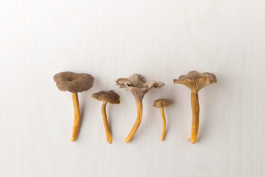 Craterellus cornucopioides, or horn of plenty, trumpet chanterelle mushroom, edible on wooden background.