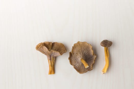 Craterellus cornucopioides, or horn of plenty, trumpet chanterelle mushroom, edible on wooden background.