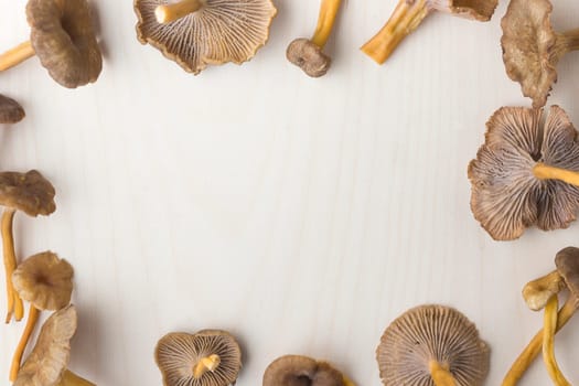 Craterellus cornucopioides, or horn of plenty, trumpet chanterelle mushroom, edible on wooden background.