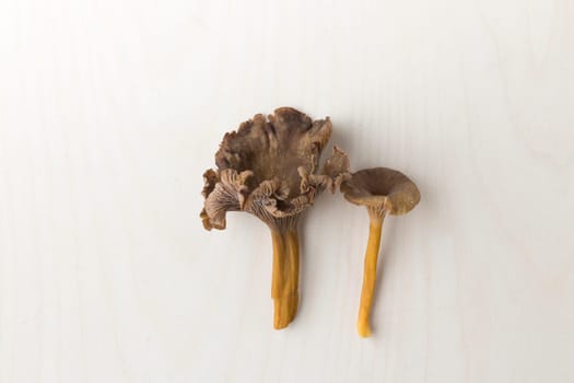 Craterellus cornucopioides, or horn of plenty, trumpet chanterelle, edible mushroom on wooden background