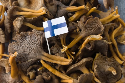 Craterellus cornucopioides, or horn of plenty, trumpet chanterelle, edible mushroom, pattern, with Finnish flag