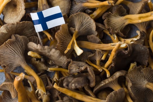 Craterellus cornucopioides, or horn of plenty, trumpet chanterelle, edible mushroom, pattern, with Finnish flag