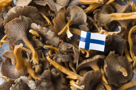 Craterellus cornucopioides, or horn of plenty, trumpet chanterelle, edible mushroom, pattern, with Finnish flag