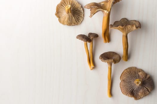 Craterellus cornucopioides, or horn of plenty, trumpet chanterelle mushroom, edible on wooden background.