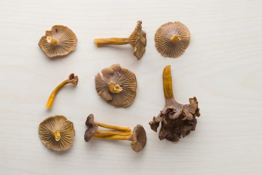 Craterellus cornucopioides, or horn of plenty, trumpet chanterelle mushroom, edible on wooden background.