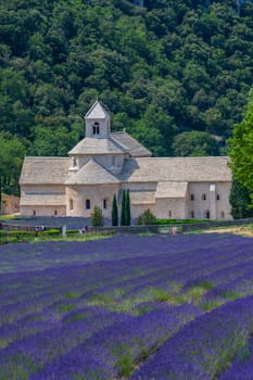 Senanque Abbey Gordes Provence Lavender fields, Notre-Dame de Senanque, blooming purple-blue lavender fields Luberon France, Europe, High quality photo