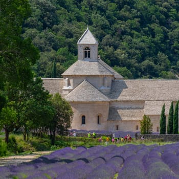 Senanque Abbey Gordes Provence Lavender fields, Notre-Dame de Senanque, blooming purple-blue lavender fields Luberon France, Europe, High quality photo