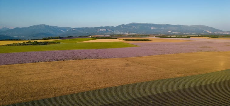 Plateau de Valensole lavender field at sunset in Haute Alpes Provence Cote d'Azur, High quality 4k footage