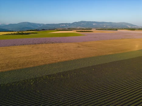 Plateau de Valensole lavender field at sunset in Haute Alpes Provence Cote d'Azur, High quality 4k footage