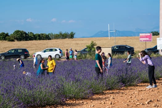 VALENSOLE, FRANCE - June 28, 2023: Many tourists taking photos in sunflower and lavender fields near Valensole, France, High quality photo