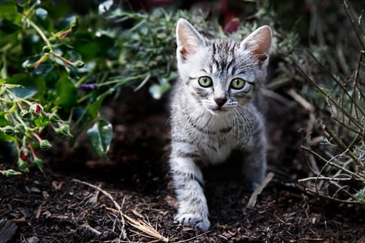 young cat in cards