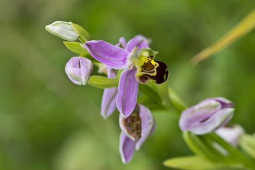 A single wild Bee Orchid (Orchis Apifera)