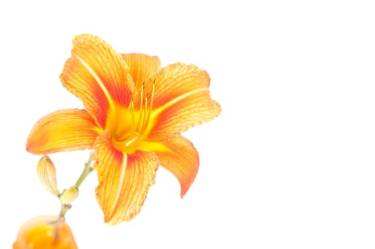 Orange daylily in glass vase