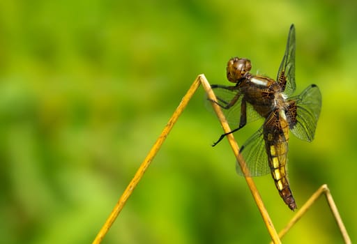 Flat-bellied female Libellula depressa