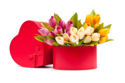 Giftbox and tulips isolated on white