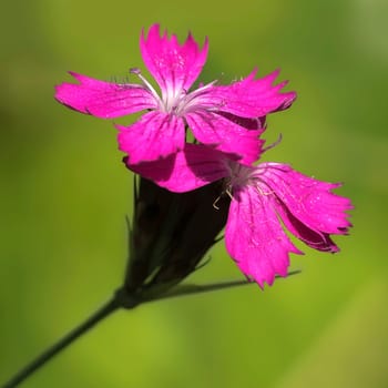 Carthusian Carnation Dianthus Dianthus carthusianorum