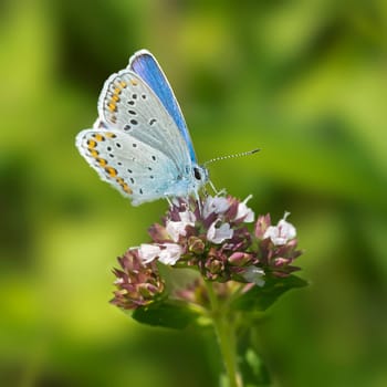 Grey-blue blue on Dost