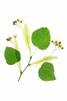 Linden (Tilia),lime blossoms with leaves on a branch,isolated against white background