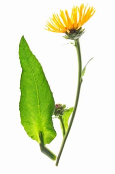 Elecampane (Inula helenium),leaf and flower isolated against white background