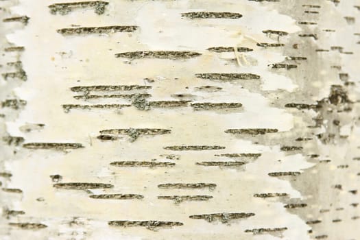 Trunk of a birch tree (Betula) with typical bark