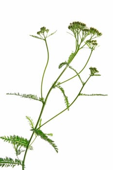 Blooming yarrow (Achillea millefolium) isolated against white background