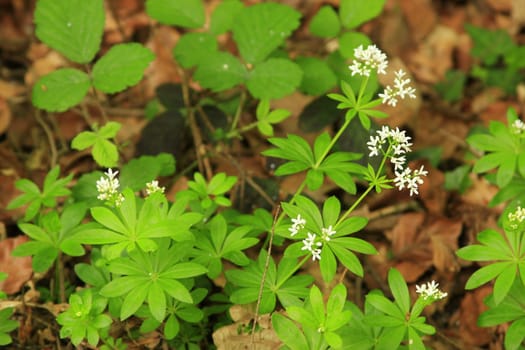 Woodruff (Galium odoratum),flowering plants in the open field (forest)