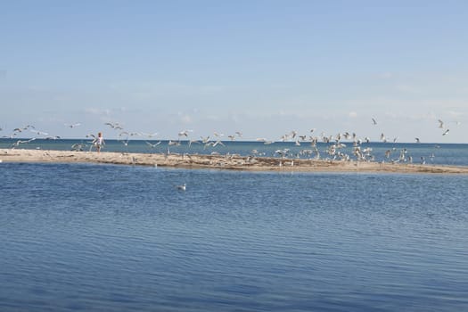 Seagulls are startled by a child