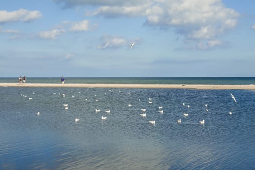 Seagulls on the water and people on the sandbank