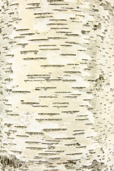 Trunk of a birch tree (Betula) with typical bark