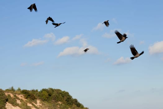 Seven hooded crows flying in the sky