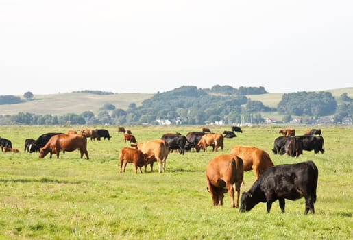 Herd of cattle on a pasture in Zicker (Rügen)