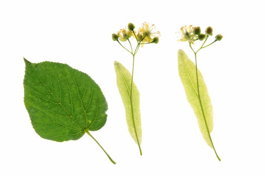 Linden (Tilia),lime blossoms with leaves on a branch,isolated against white background