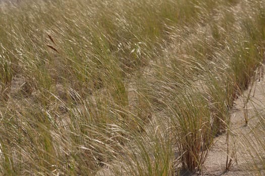 Strandhaver on a dune near Göhren (Rügen)