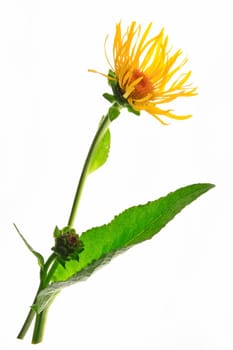 Elecampane (Inula helenium),leaf and flower isolated against white background