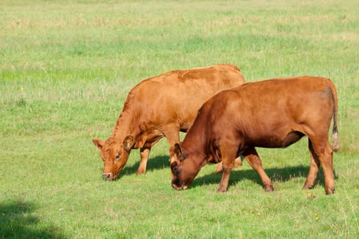 Two calves graze on a meadow near Zicker (Rügen)