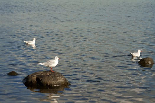 Three seagulls in the water and sitting on a stone