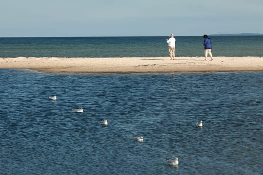 Seagulls and beachgoers on a headland