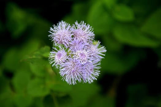 Flowers with light violet, furry tentacles isolated on dark green, blurred background