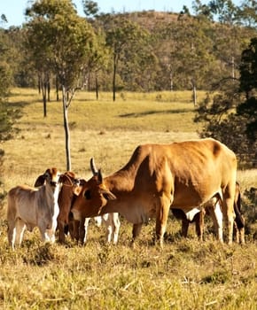 cow and calves landscape