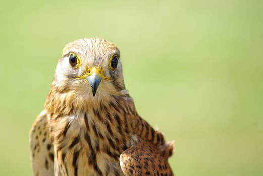 Kestrel (Falco tinnunculus)