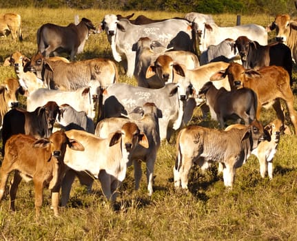 Beef lots of calves and calfs pastoral background