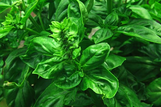 Basil (Ocimum basilicum)