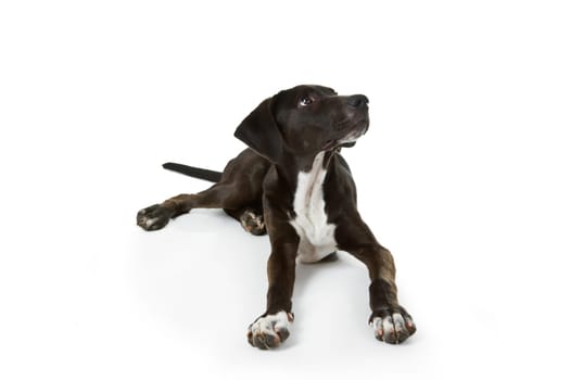 Hunting dog puppy isolated on white background