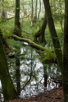 Fallen trees in a small lake